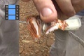 Scene_55_Holding Adelpha cocala orellanae